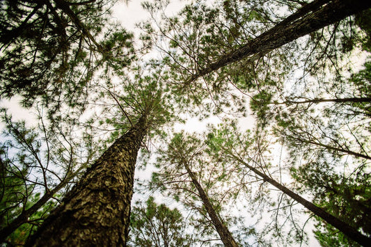 Здраве, изваяно от природата 🌲